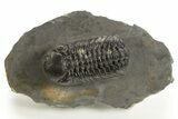 Detailed Austerops Trilobite - Ofaten, Morocco #325983-2